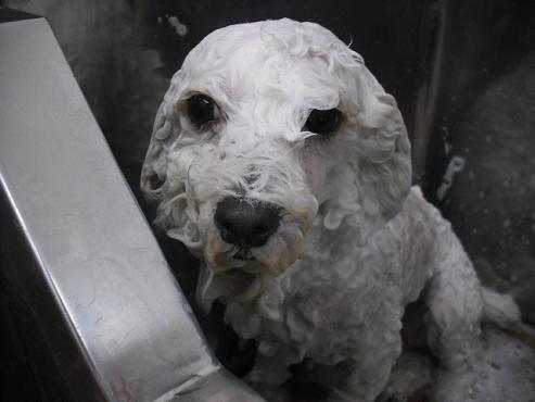 ファイル 1392-2.jpg