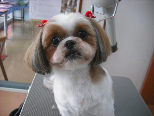 ファイル 1394-1.jpg