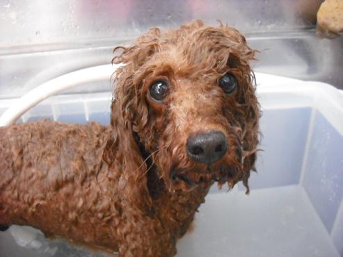 ファイル 14-2.jpg