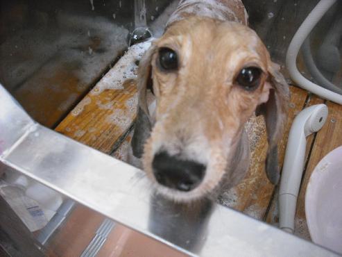 ファイル 1402-2.jpg