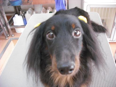 ファイル 1408-1.jpg