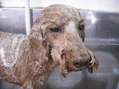 ファイル 1411-3.jpg