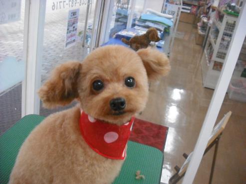 ファイル 1412-1.jpg