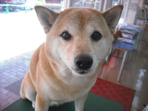 ファイル 1414-1.jpg