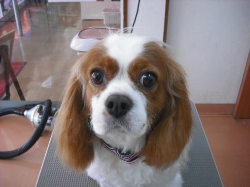 ファイル 1417-1.jpg