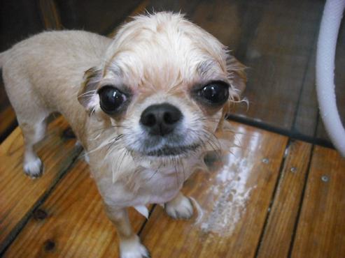 ファイル 1426-3.jpg