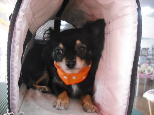 ファイル 1428-3.jpg