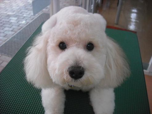 ファイル 1431-1.jpg