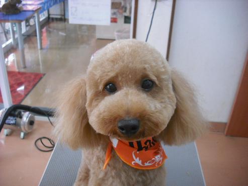 ファイル 1432-1.jpg