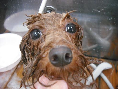 ファイル 1433-3.jpg