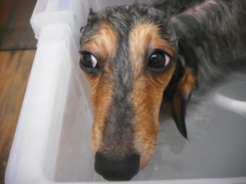 ファイル 1434-2.jpg