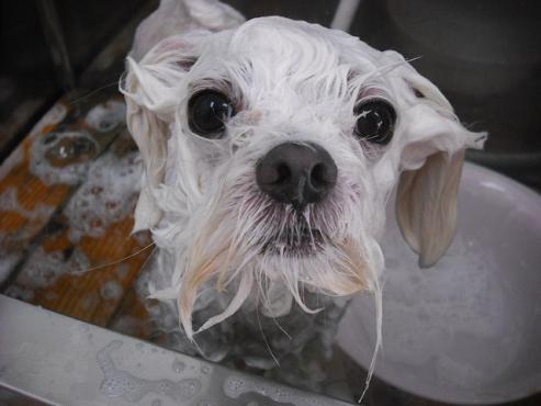 ファイル 1435-2.jpg