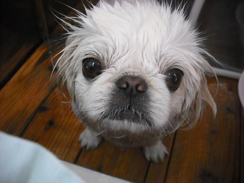 ファイル 1436-2.jpg