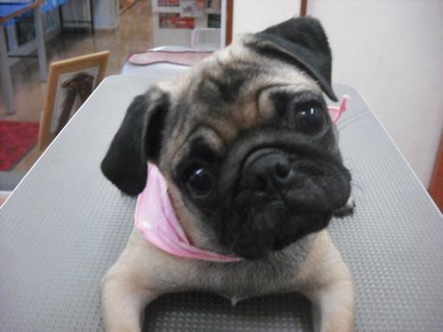 ファイル 1438-1.jpg