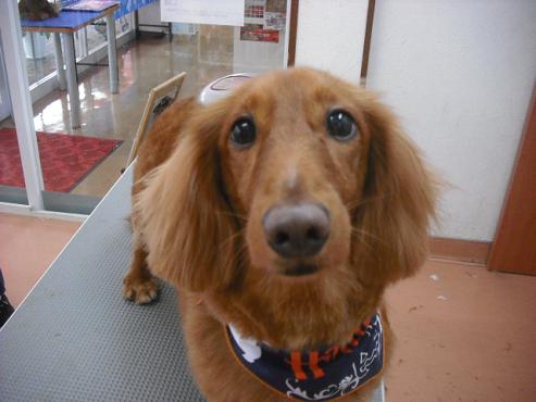 ファイル 1440-1.jpg