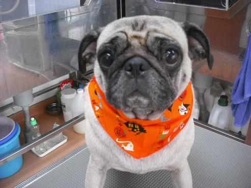 ファイル 1441-1.jpg