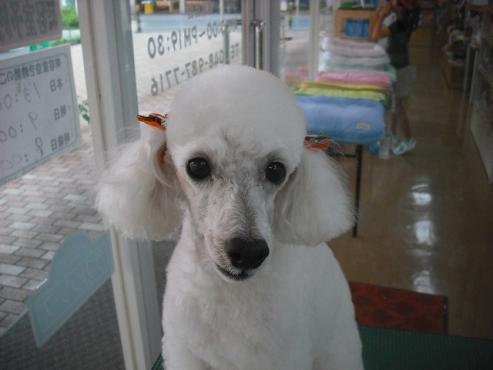 ファイル 1446-1.jpg