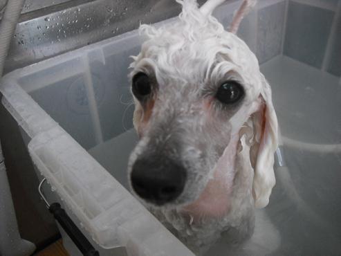 ファイル 1447-2.jpg