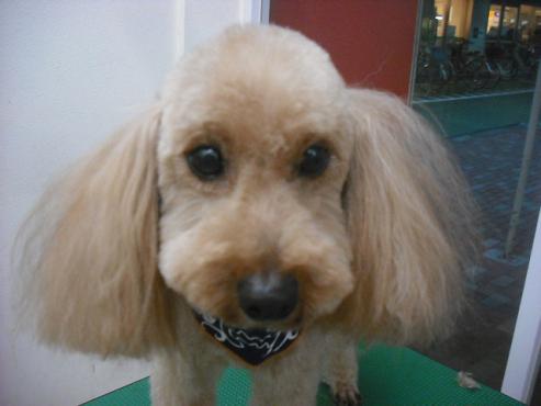 ファイル 1449-1.jpg