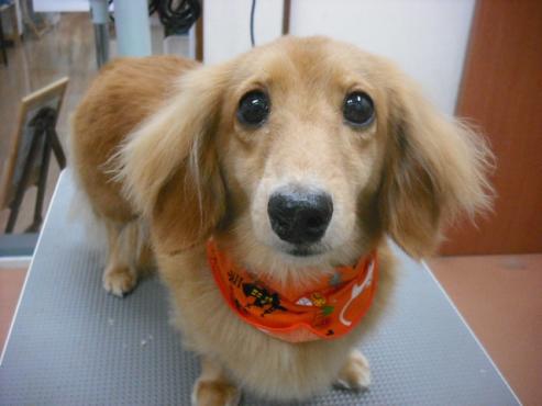 ファイル 1451-1.jpg