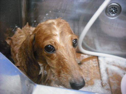 ファイル 1451-3.jpg