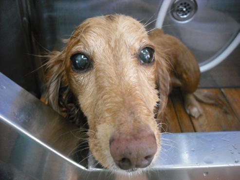 ファイル 1453-2.jpg