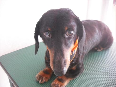 ファイル 1454-1.jpg