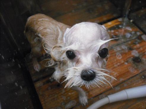 ファイル 1455-3.jpg