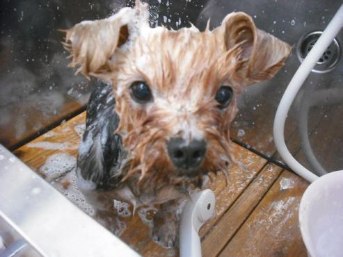 ファイル 1458-3.jpg