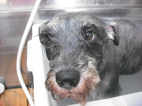 ファイル 1462-2.jpg