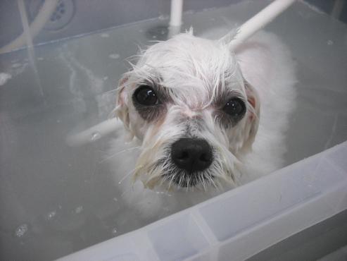 ファイル 1465-2.jpg