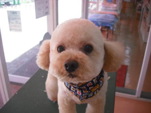 ファイル 1466-1.jpg