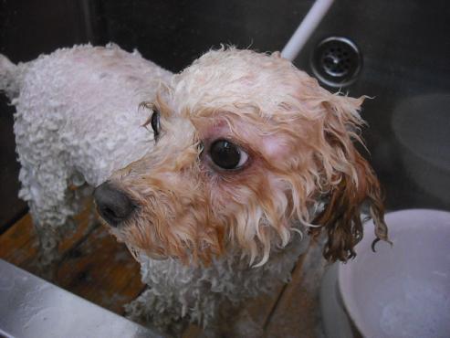 ファイル 1466-2.jpg