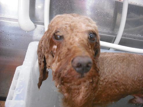 ファイル 1468-2.jpg