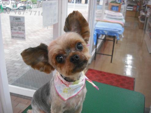 ファイル 1470-1.jpg