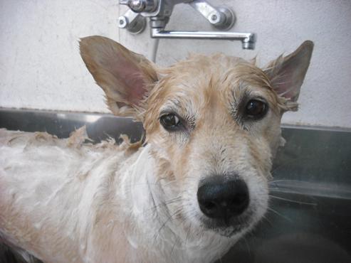 ファイル 1471-2.jpg