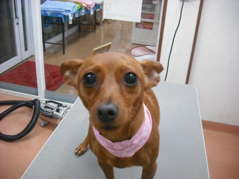 ファイル 1473-1.jpg