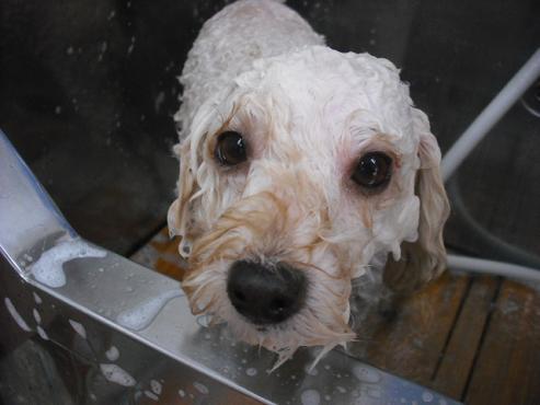 ファイル 1474-3.jpg