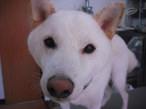 ファイル 1475-1.jpg