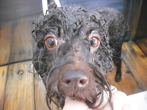 ファイル 1476-2.jpg