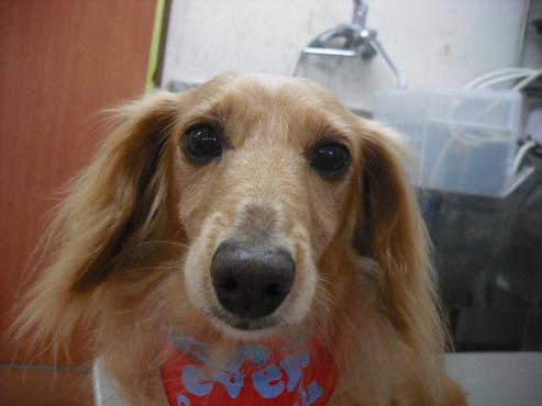 ファイル 1479-1.jpg