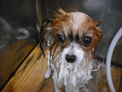 ファイル 1480-3.jpg