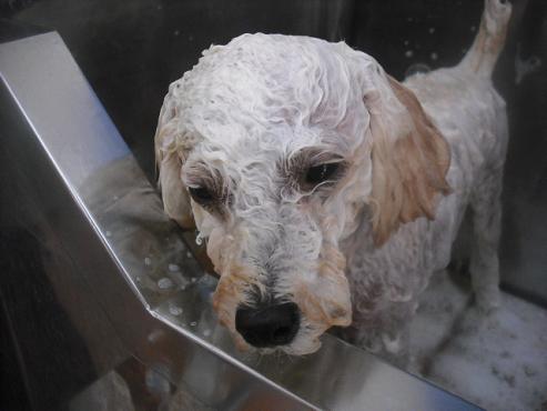 ファイル 1482-2.jpg