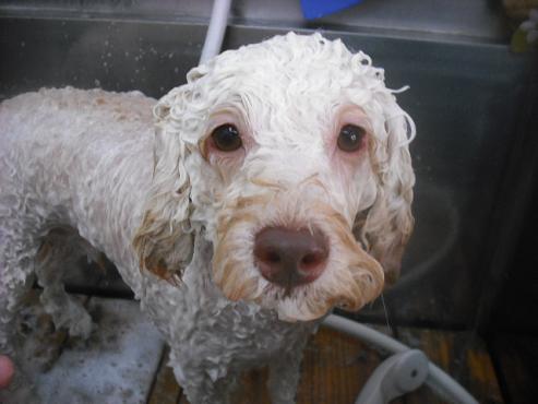 ファイル 1484-2.jpg