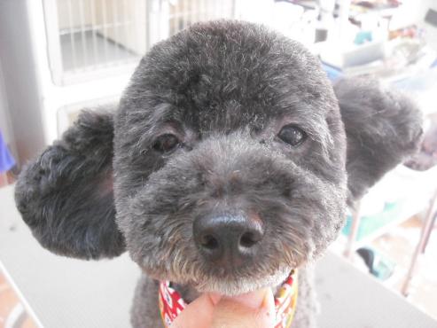 ファイル 1485-1.jpg