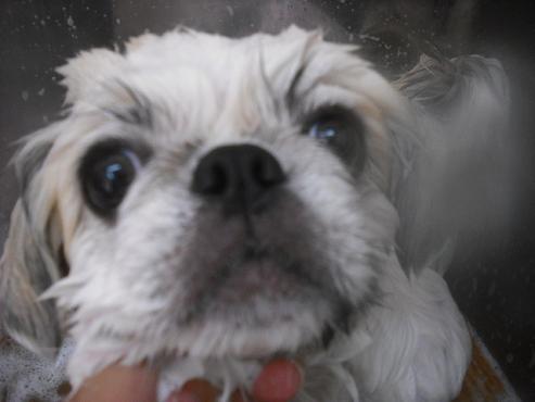 ファイル 1486-2.jpg