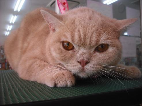 ファイル 1488-1.jpg