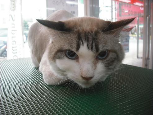 ファイル 1489-1.jpg