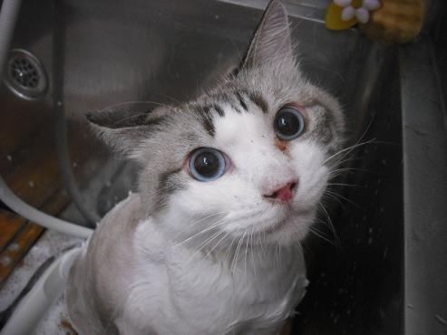 ファイル 1489-3.jpg