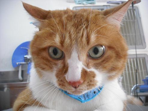 ファイル 1490-1.jpg